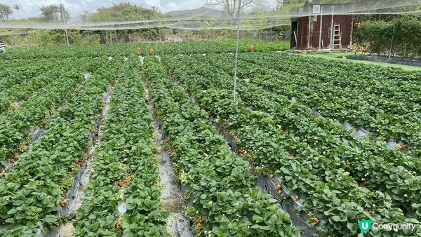 朗屏士多啤梨園🍓