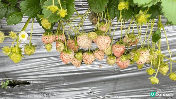 朗屏士多啤梨園🍓