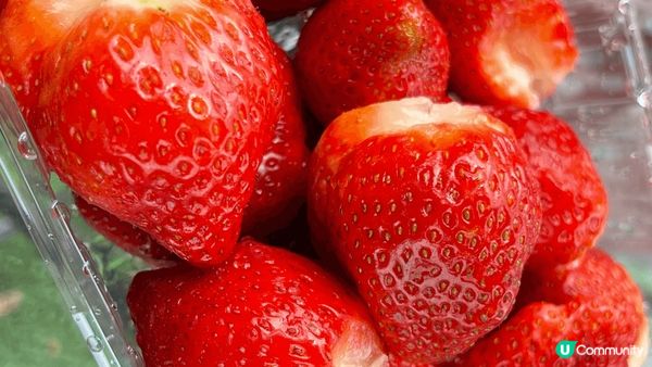 朗屏士多啤梨園🍓