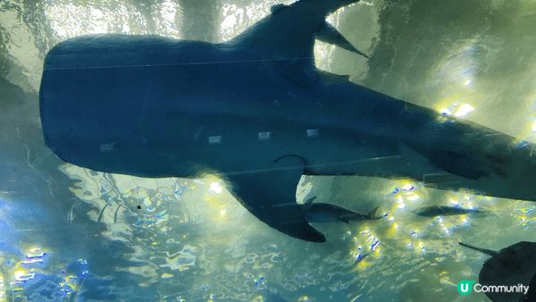 日本沖繩美麗海水族館嘅鎮館之寶係長達九米嘅鯨鯊。搜尋資料先發...