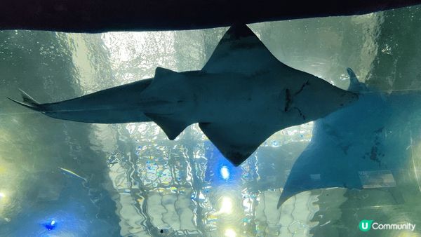 日本沖繩美麗海水族館嘅鎮館之寶係長達九米嘅鯨鯊。搜尋資料先發...