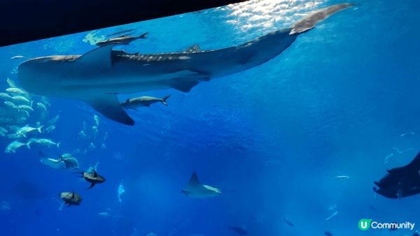 日本沖繩美麗海水族館嘅鎮館之寶係長達九米嘅鯨鯊。搜尋資料先發...