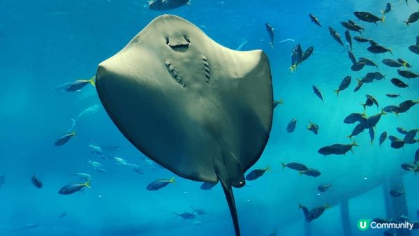 日本沖繩美麗海水族館嘅鎮館之寶係長達九米嘅鯨鯊。搜尋資料先發...