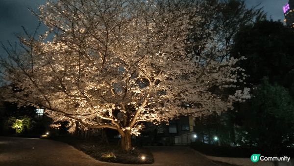 目黑川樱花祭2025：沿河走就是長長一排樱花樹，三月尾只開了...