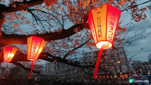 目黑川樱花祭2025：沿河走就是長長一排樱花樹，三月尾只開了...