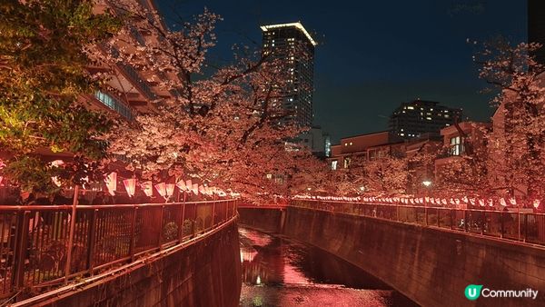 目黑川樱花祭2025：沿河走就是長長一排樱花樹，三月尾只開了...