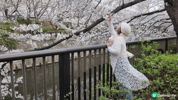 目黑川樱花祭2025：沿河走就是長長一排樱花樹，三月尾只開了...