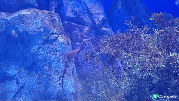 聖誕去旅行，酒店有一座好靚嘅聖誕樹，好有節日氣氛，連空氣都感...