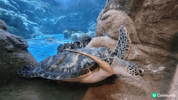 聖誕去旅行，酒店有一座好靚嘅聖誕樹，好有節日氣氛，連空氣都感...