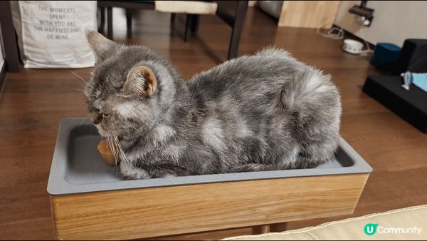 英美短毛貓！好聰明好可愛！好鍾意跟住人！返到屋企第一眼一定見...