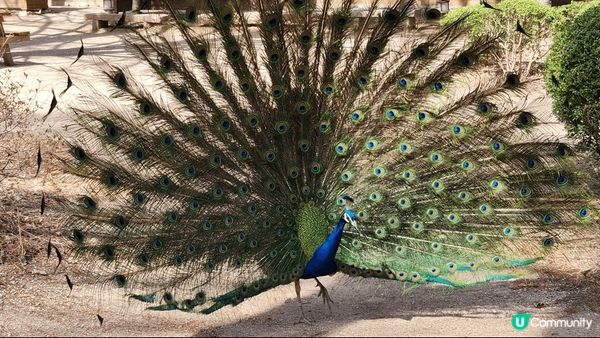 韓國首爾兩頭水，境色如夢般美。南怡島彷如從韓劇中走出現實的美...
