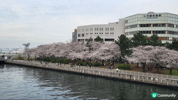 去日本賞櫻，除了東京大阪呢D熱點，離開東京唔遠嘅橫濱都係一個...
