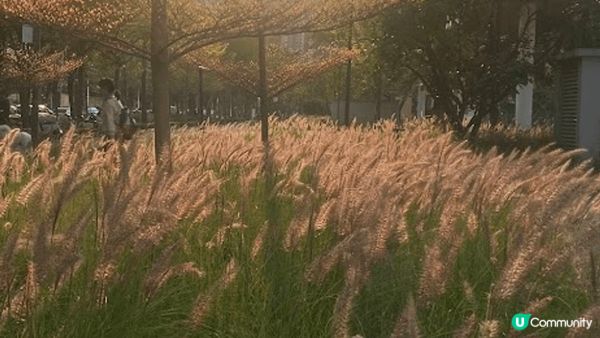 這裡是深圳天空之境，附近有個好大竉物公園，在這裡有好多好靚打...