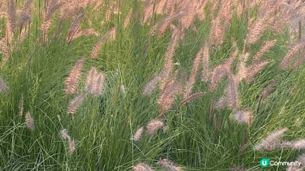 這裡是深圳天空之境，附近有個好大竉物公園，在這裡有好多好靚打...