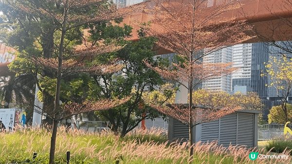 這裡是深圳天空之境，附近有個好大竉物公園，在這裡有好多好靚打...