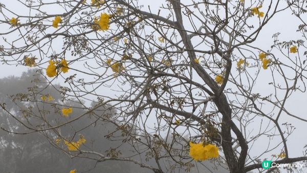 大嶼山一日遊，春天暢游百花齊放 #旅行/郊遊 #打卡熱點