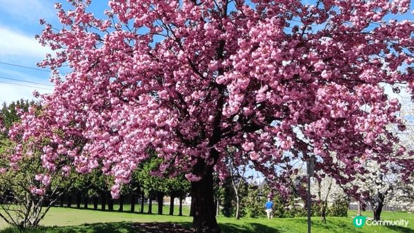 溫哥華春暖花開