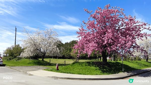 溫哥華春暖花開