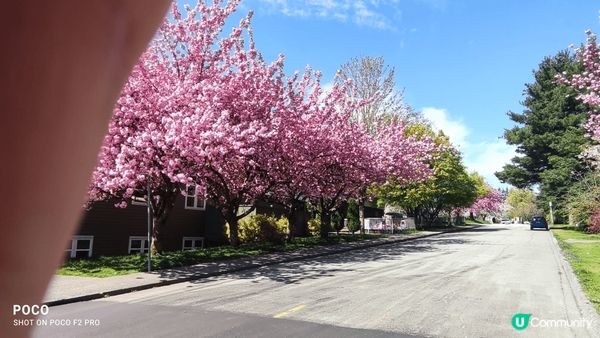 溫哥華春暖花開