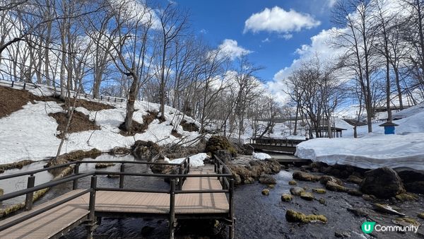#沉醉櫻花海，去到相川見到羊蹄山，因為落雪既關係，遠處已經見...