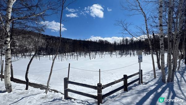 #沉醉櫻花海，去到相川見到羊蹄山，因為落雪既關係，遠處已經見...