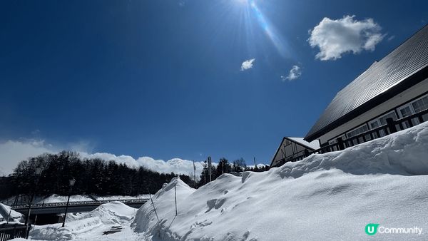 #沉醉櫻花海，去到相川見到羊蹄山，因為落雪既關係，遠處已經見...