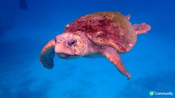 大癲一個人去沖繩之旅，無車牌開電動車上山吃好西