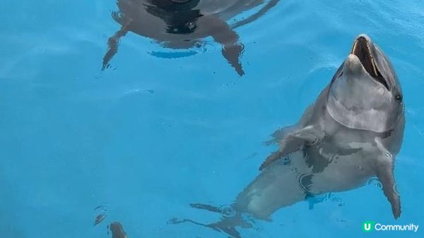 大癲一個人去沖繩之旅，無車牌開電動車上山吃好西