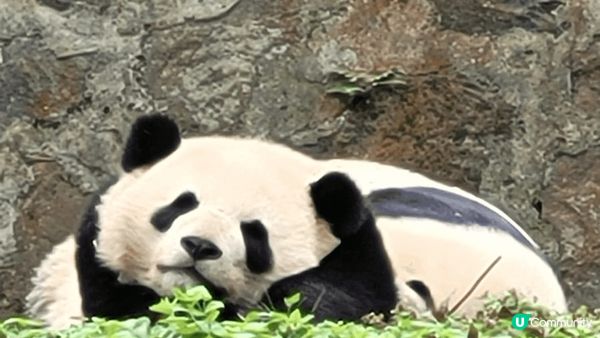 四川有熊貓、九寨溝靚景，十分回味