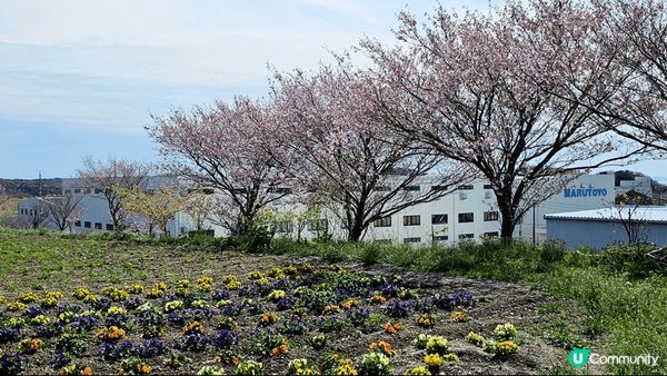 名古屋慶人の自然農園！地方好大！油菜花好靚！重機有士多啤梨任...