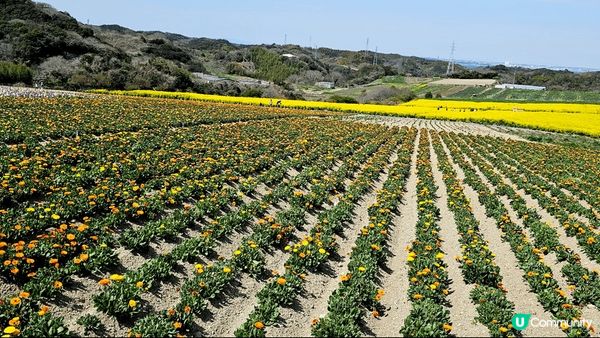 名古屋慶人の自然農園！地方好大！油菜花好靚！重機有士多啤梨任...
