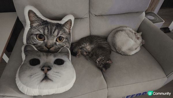 我的猫有一個古怪習慣時，他對盒子有很深的迷戀，無論是紙箱、塑...