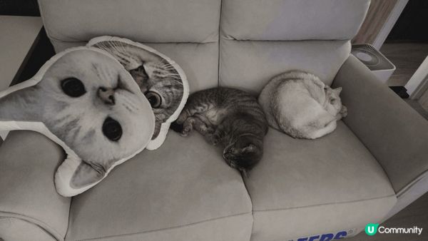 我的猫有一個古怪習慣時，他對盒子有很深的迷戀，無論是紙箱、塑...