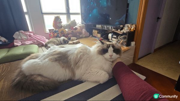 最可愛的毛孩兒，貓比花嬌，一隻愛睡覺，一隻愛撒嬌，都是媽媽的...