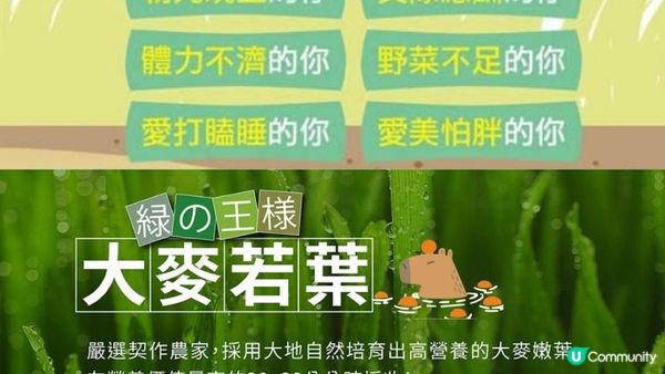 【長生不老草】維他命C的8000倍！大麥若葉🌿