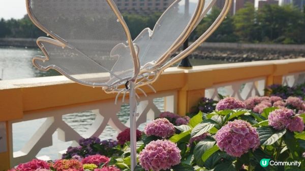 【玩樂】”Love In The Sky" 無人機表演．黃金海岸繡球花節｜文迪．漫遊．慢生活｜