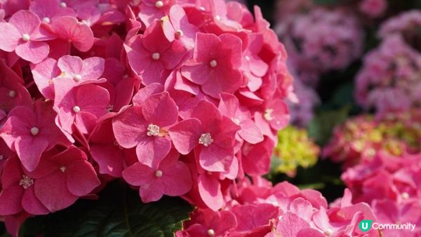 【玩樂】”Love In The Sky" 無人機表演．黃金海岸繡球花節｜文迪．漫遊．慢生活｜