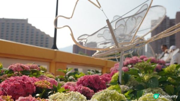 【玩樂】”Love In The Sky" 無人機表演．黃金海岸繡球花節｜文迪．漫遊．慢生活｜