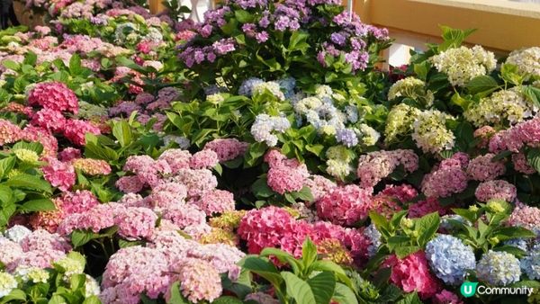 【玩樂】”Love In The Sky" 無人機表演．黃金海岸繡球花節｜文迪．漫遊．慢生活｜