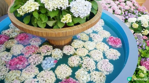 【玩樂】”Love In The Sky" 無人機表演．黃金海岸繡球花節｜文迪．漫遊．慢生活｜