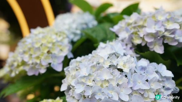 【玩樂】”Love In The Sky" 無人機表演．黃金海岸繡球花節｜文迪．漫遊．慢生活｜