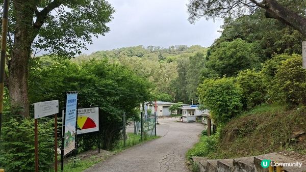 【荃錦公路至深井行山篇】麥理浩徑9段，八鄉山火瞭望台/鱷魚朝天🐊禾雀花果實