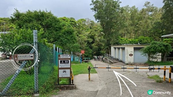 【荃錦公路至深井行山篇】麥理浩徑9段，八鄉山火瞭望台/鱷魚朝天🐊禾雀花果實