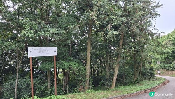 【荃錦公路至深井行山篇】麥理浩徑9段，八鄉山火瞭望台/鱷魚朝天🐊禾雀花果實