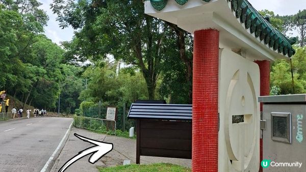 【荃錦公路至深井行山篇】麥理浩徑9段，八鄉山火瞭望台/鱷魚朝天🐊禾雀花果實