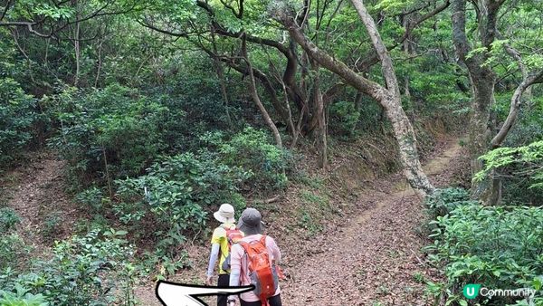 【荃錦公路至深井行山篇】麥理浩徑9段，八鄉山火瞭望台/鱷魚朝天🐊禾雀花果實