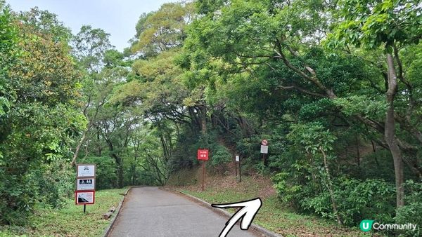 【荃錦公路至深井行山篇】麥理浩徑9段，八鄉山火瞭望台/鱷魚朝天🐊禾雀花果實