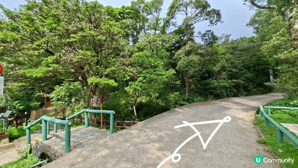 【荃錦公路至深井行山篇】麥理浩徑9段，八鄉山火瞭望台/鱷魚朝天🐊禾雀花果實