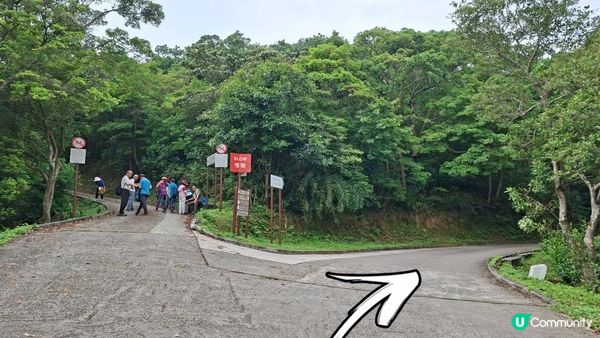 【荃錦公路至深井行山篇】麥理浩徑9段，八鄉山火瞭望台/鱷魚朝天🐊禾雀花果實