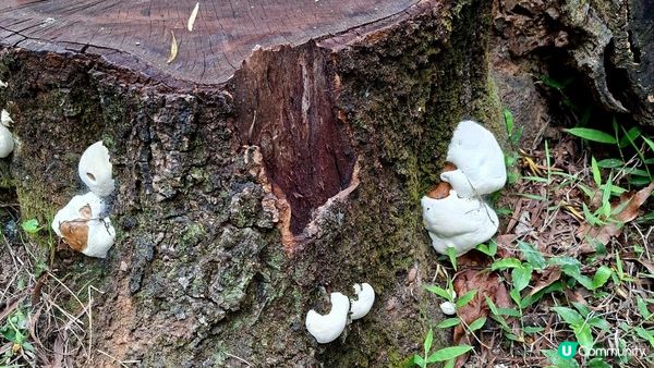 【荃錦公路至深井行山篇】麥理浩徑9段，八鄉山火瞭望台/鱷魚朝天🐊禾雀花果實